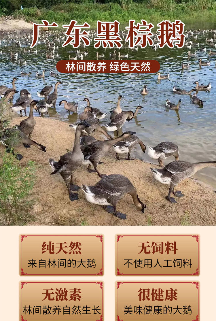 广东黑棕鹅农家散养新鲜大鹅肉整只现现发生态养殖肉质鲜美