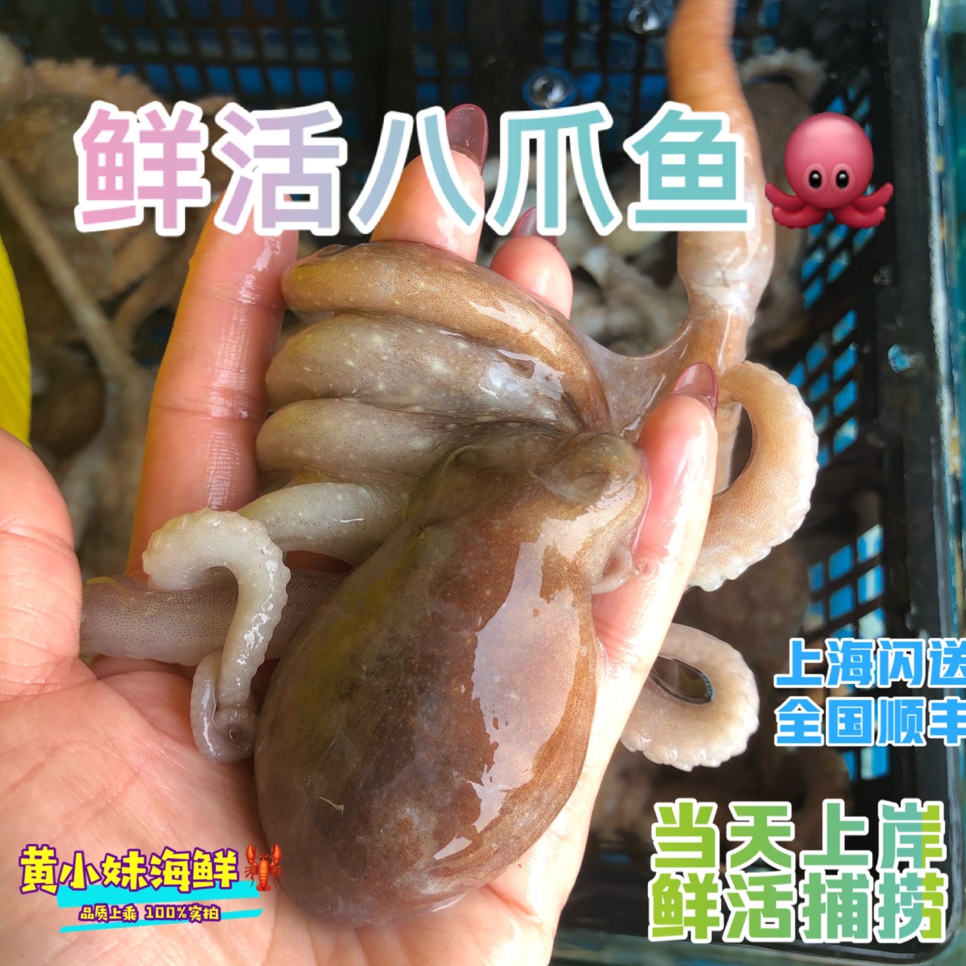 鲜活发货 海捕特大八爪鱼新鲜迷你爆头小章鱼活体海鱼刺身500g