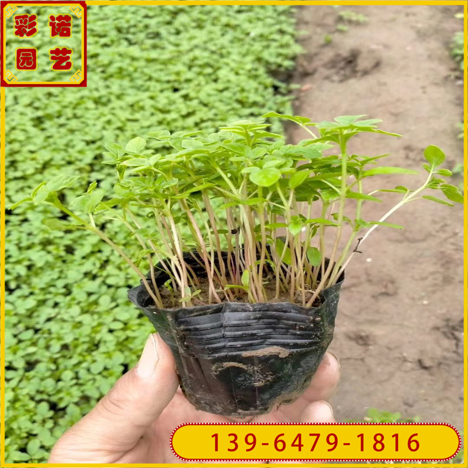 多芽醉蝶花种苗价格基地直供矮醉蝶花工程苗容器苗