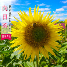 厂家批发向日葵种子四季易种观赏型花卉种子阳台盆栽室外景观