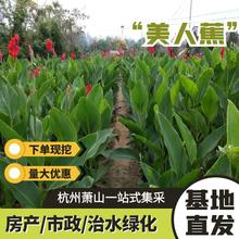 水生美人蕉大量批发黄粉红花美人蕉杯苗人工湿地河道挺水植物水培
