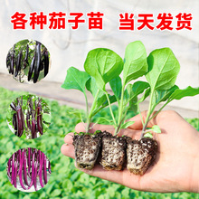 四季茄子苗秧苗带土盆栽嫁接老品种紫茄杭茄种籽春季蔬菜苗幼苗