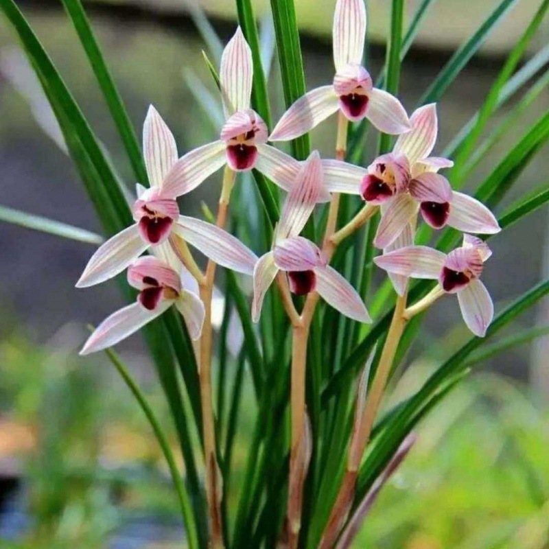 当年开花云南老种 莲瓣兰 兰花 一品天香 花大花色艳丽漂亮-阿里巴巴