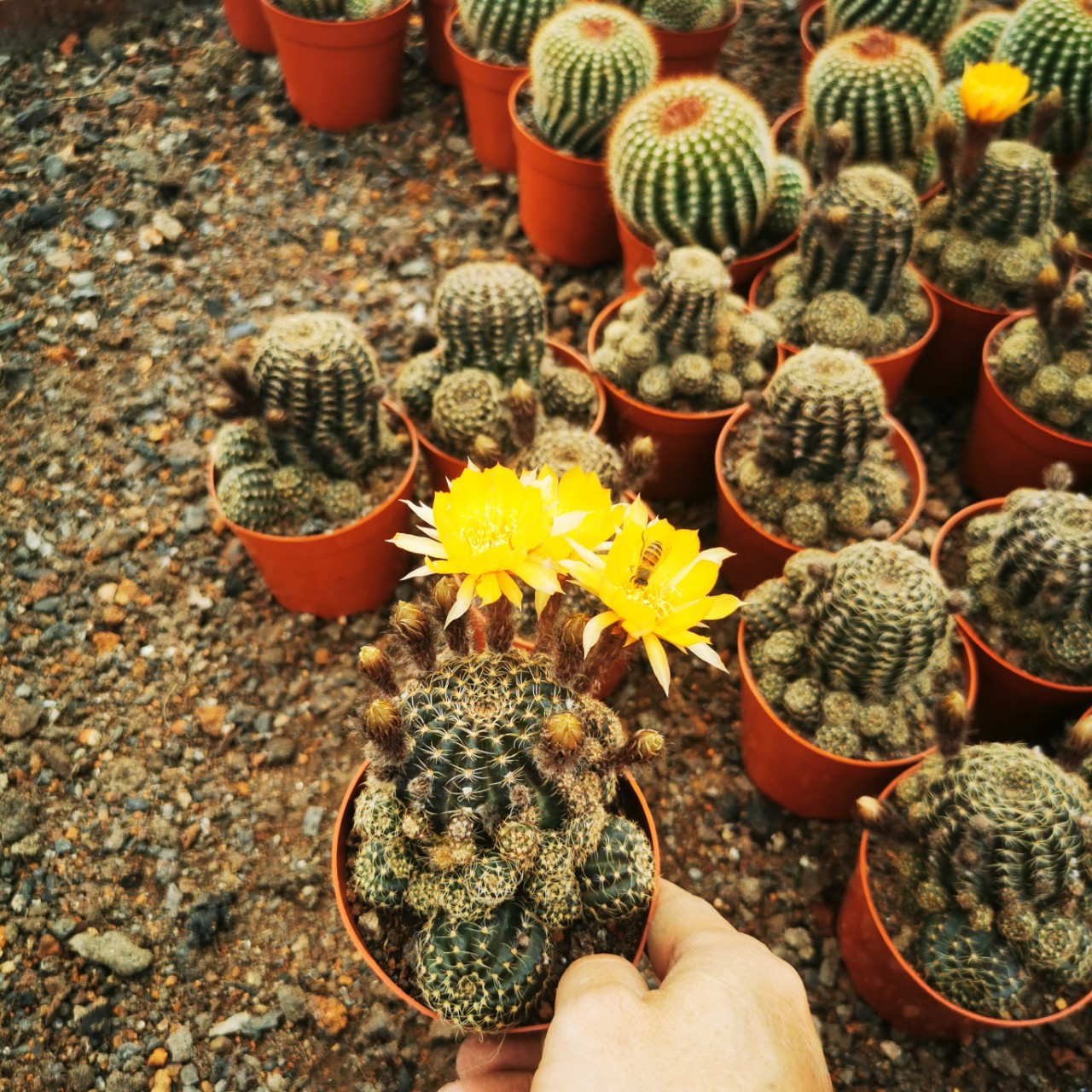 仙人球辉煌黄花仙人球开花多
