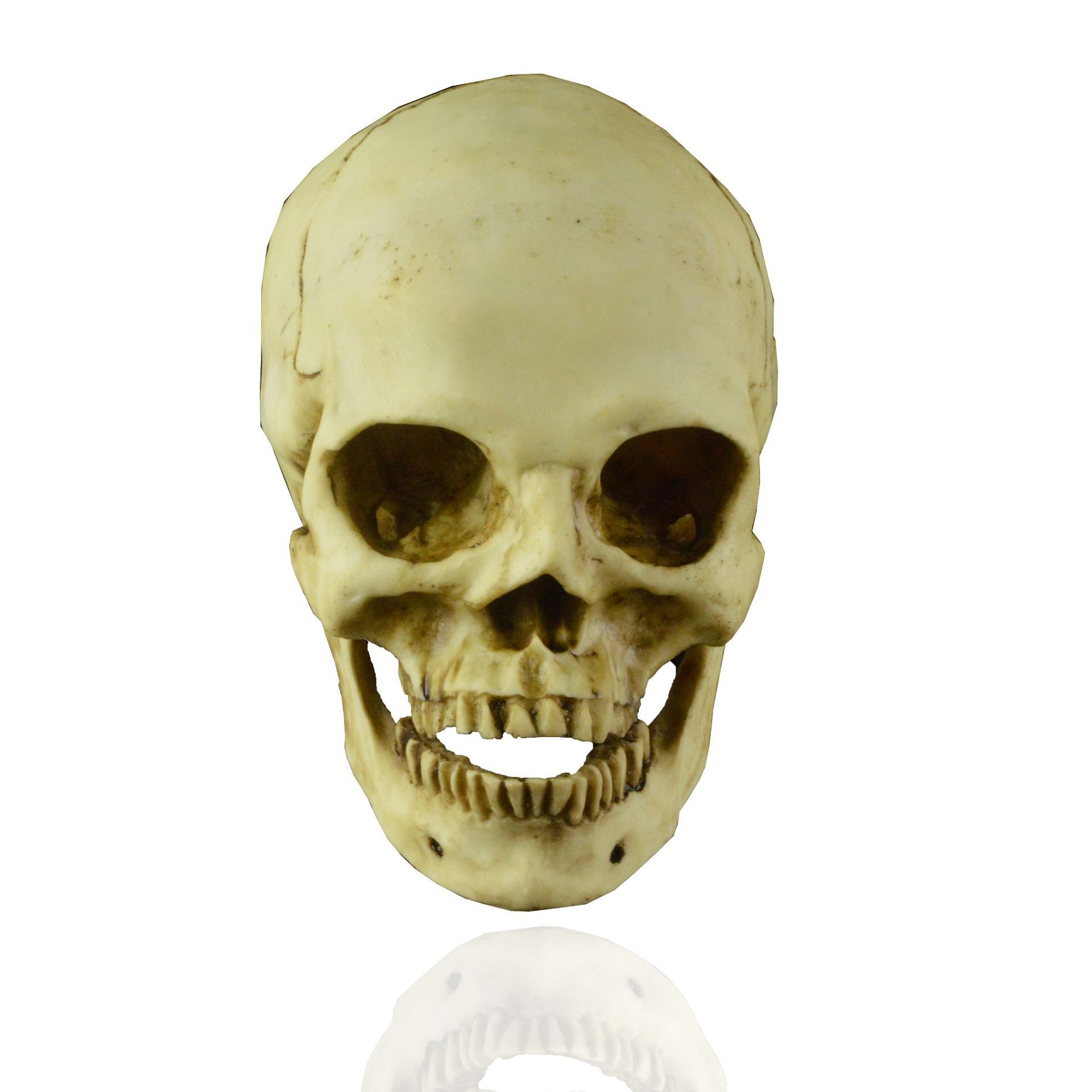 万圣节头骨玩具