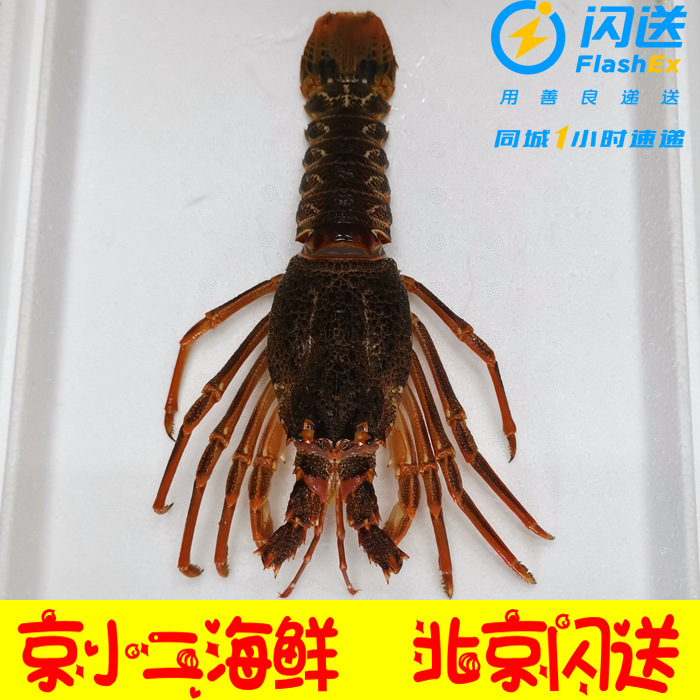 北京闪送 鲜活海鲜 南非龙虾仔 澳龙仔 小澳龙南非龙虾250g现货