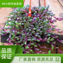 多肉植物紫玄月多肉吊兰佛珠花卉盆栽花苗办公室绿植珍珠