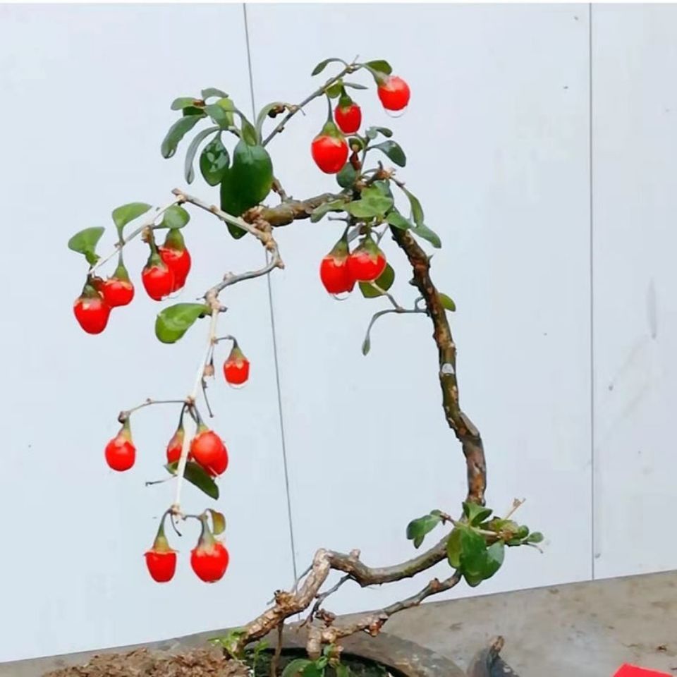 枸杞野生老桩盆景室内观赏植物枸苗园艺观赏盆栽附石盆景奇石根艺