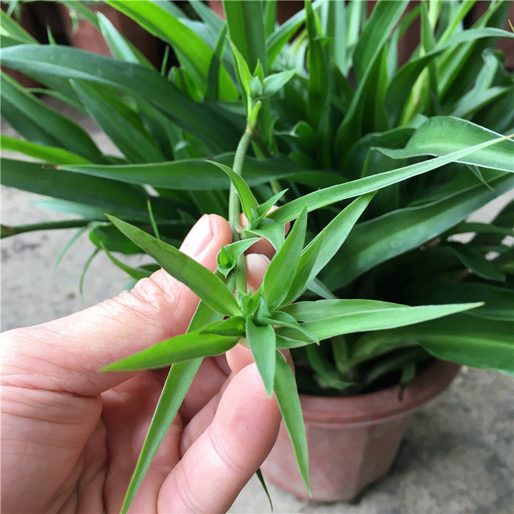 金边吊兰 青叶吊兰水培植物盆栽花卉绿植 金心吊兰整盆