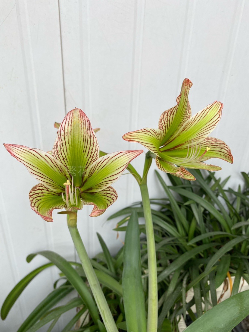 伊瓜苏朱顶红绿瓜绿色个体原生朱顶红,原生侧球,纯正包对版