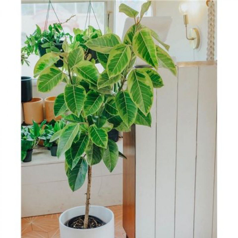 黄金榕橡皮树富贵榕花叶橡皮树高山榕棒棒糖大型绿植盆栽花叶榕