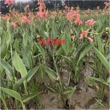水生植物美人蕉鸢尾黄菖蒲再力花苗水培四季花卉净化水质庭院绿植