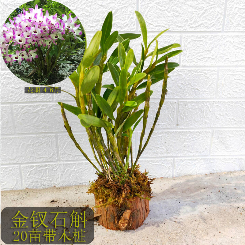 贵州赤水金钗石斛大小丛苗云南霍山铁皮兰花绿植盆栽盆景吊兰洋兰
