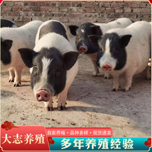香猪幼崽纯种广西网红藏香猪黑猪仔活苗二代花猪小香猪活体活物宠