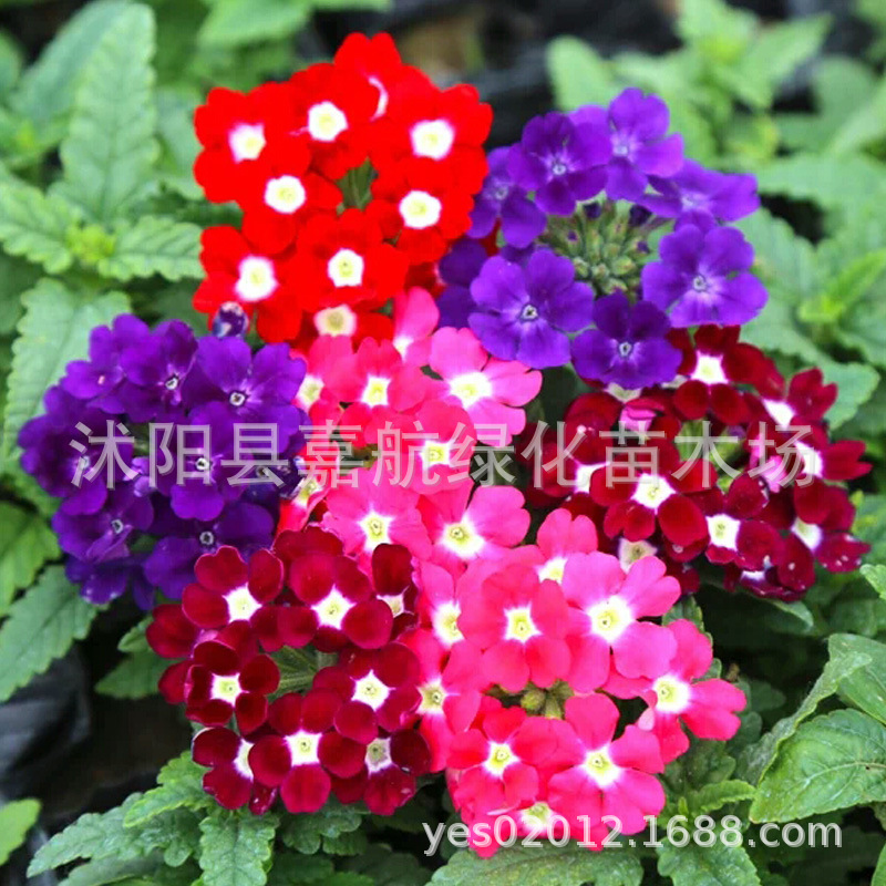 美女樱种子长花期四季绣球花草五色梅种籽铺地锦马鞭草阳台可盆栽