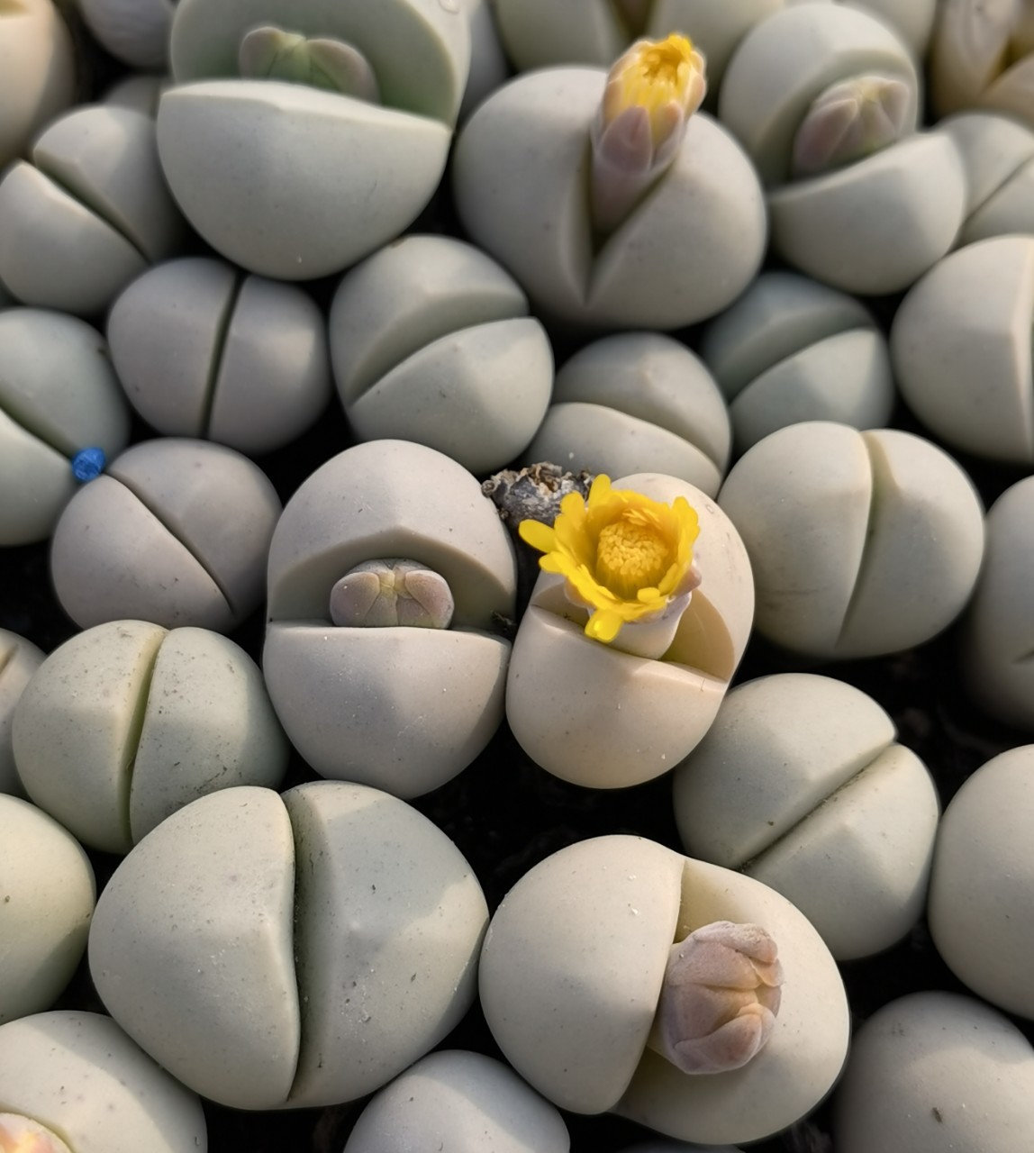 基地大棚直供春桃玉大母本开花株多肉植物花卉绿植小盆栽园艺室内