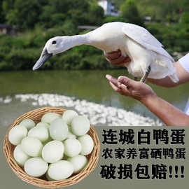 【谢村长】正宗连城白鸭蛋富硒土鸭蛋五谷散养鸭蛋连城白鹜鸭蛋