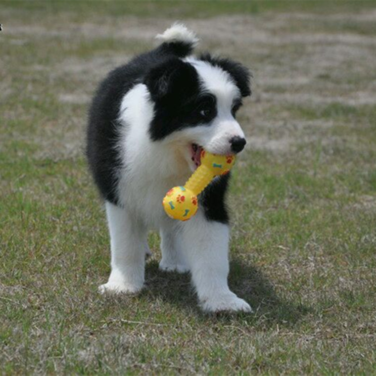 边牧犬多少钱一只幼犬图片