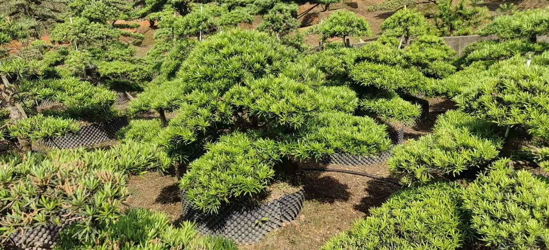 批发造型矮桩罗汉松园林工程绿化精品庭院树规格齐全湖南基地直销