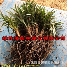 苗圃日本矮麦冬草 矮叶麦冬草图片 庭院别墅绿化地被常青植物