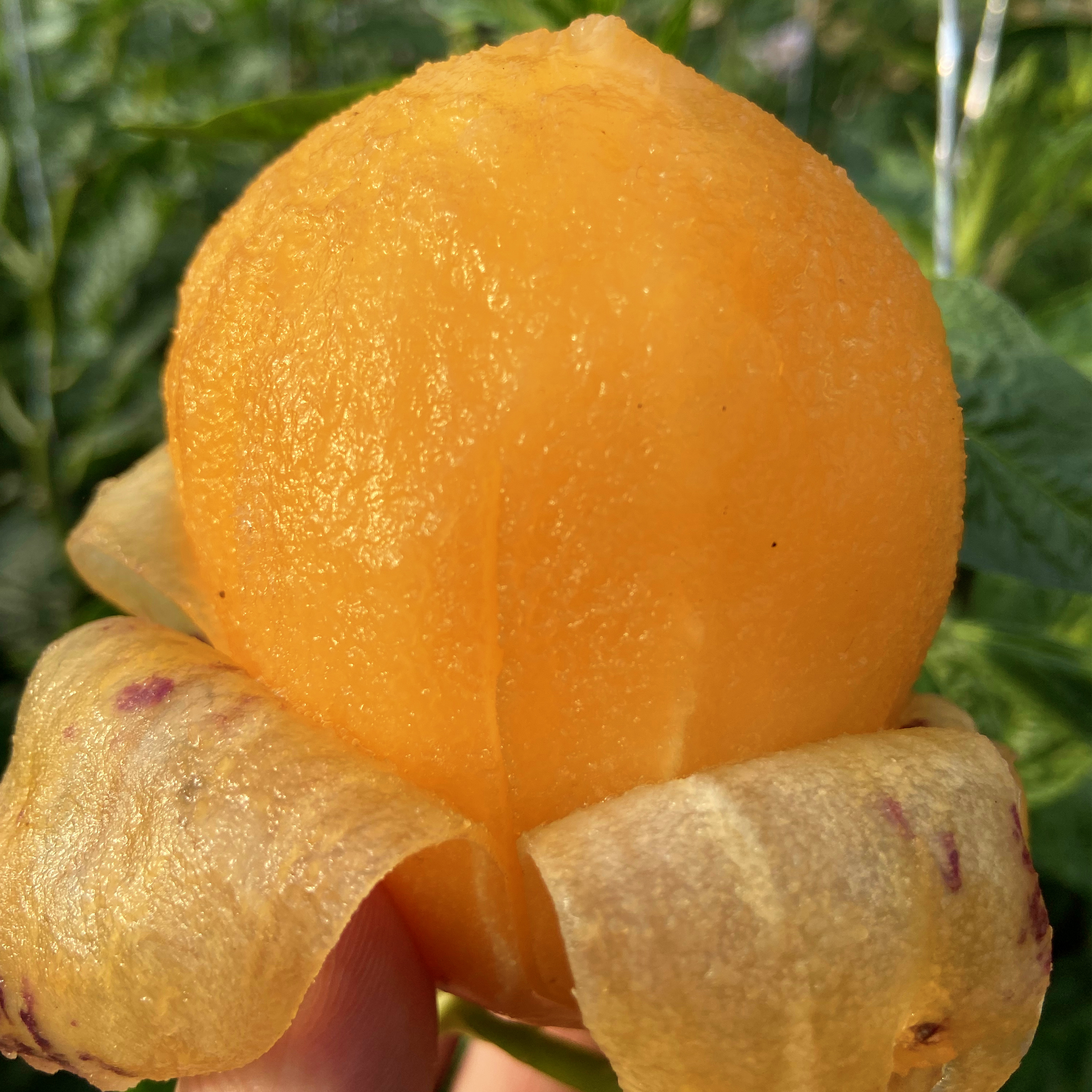 甘肃民勤沙漠人参果特大5斤低糖黄肉人生果长果圆果新鲜孕妇水果