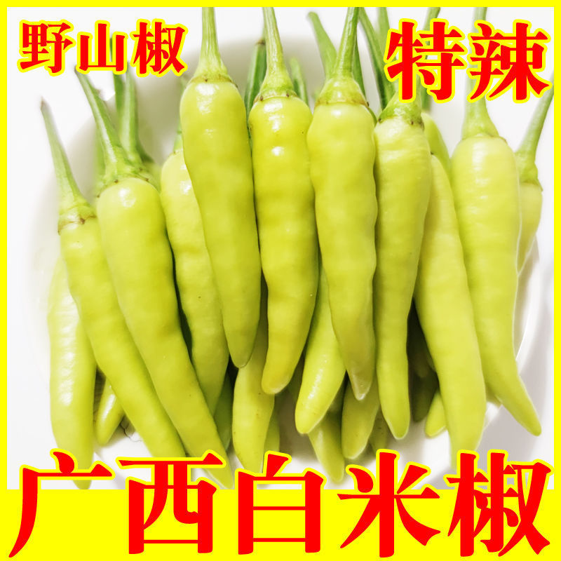 广西白米椒新鲜辣椒特辣朝天椒泡椒鸡爪泡椒小个白辣椒泡酸野山椒
