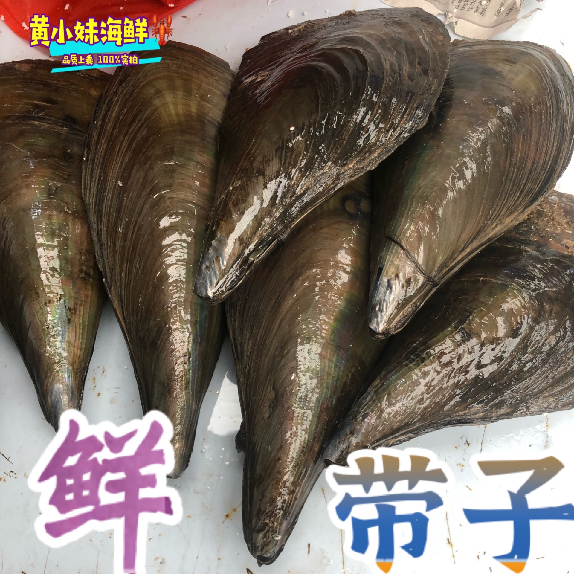 鲜活发货 特大鲜带子 新鲜澳带活元贝鲜贝1只价10只起发-阿里巴巴