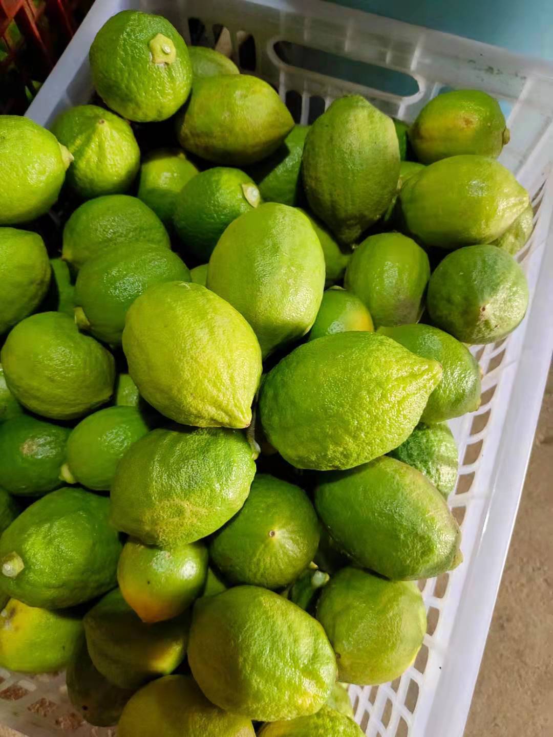 广东江门香水柠檬二级果奶茶店柠檬茶榨汁新鲜水果供用现摘批发