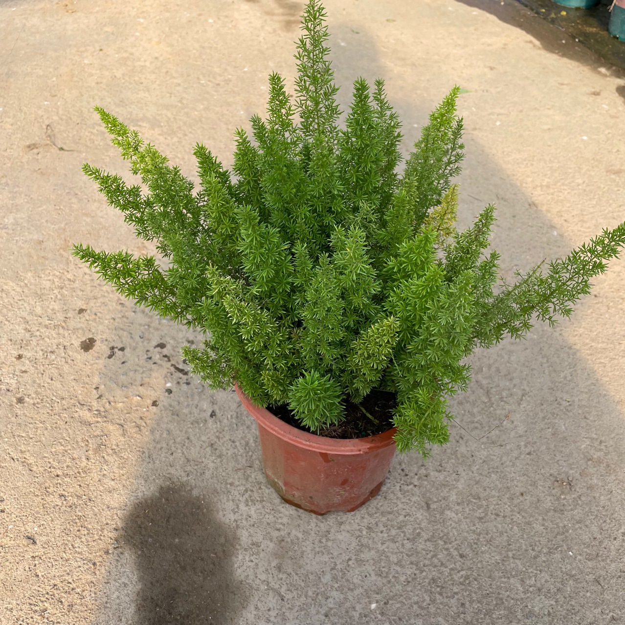 狐尾天门冬 窗台阳台绿色植物盆栽园林绿化多年生常绿草本植物