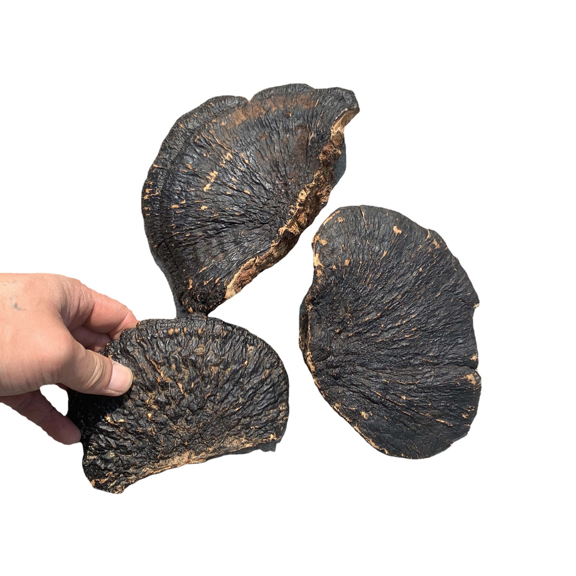 灵芝批发薄树芝黑灵芝一手货源灵芝孢子深山特产滋补品干货代发