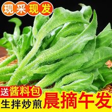 冰菜天英新鲜即食沙拉鲜嫩凉拌蔬菜生吃凉拌沙拉整箱包邮速卖通