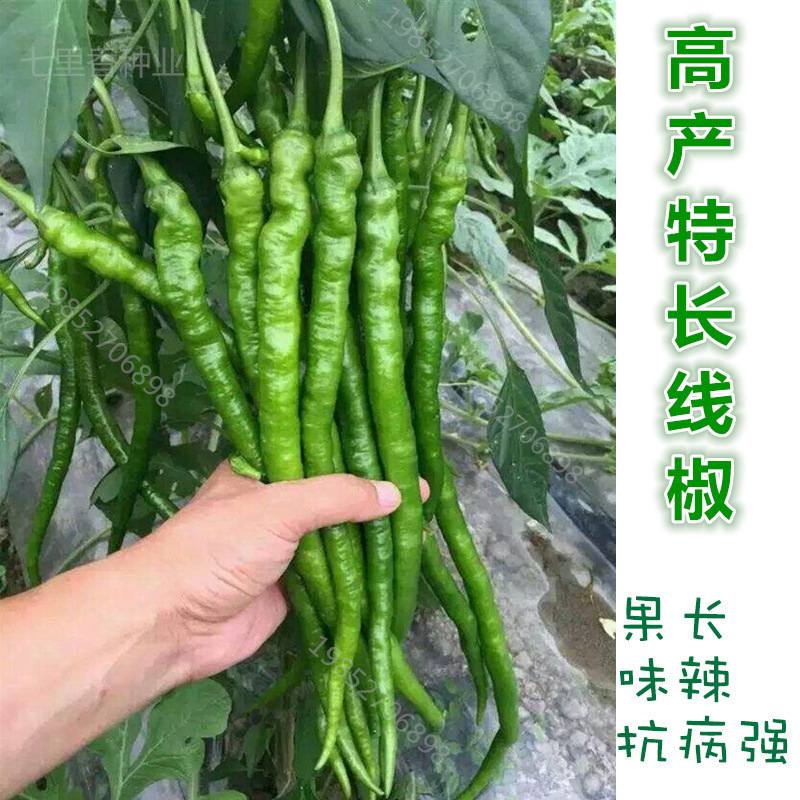 特长线椒种子春四季盆栽南方蔬菜种孑超辣高产早熟大田辣椒种籽苗