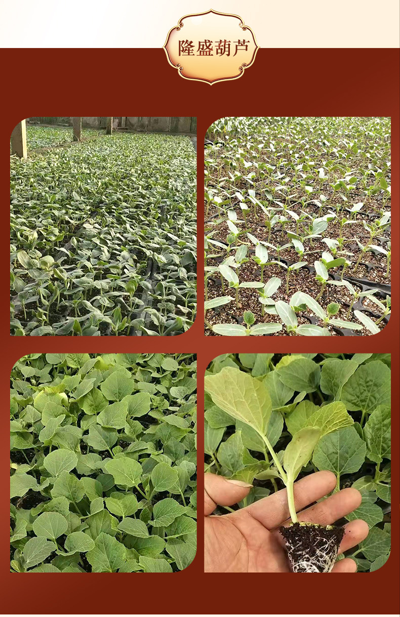 农家种植葫芦苗 手捻葫芦秧 大号 小号 中号亚腰葫芦苗庭院种植