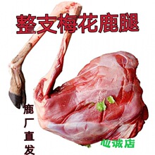 冷链梅花鹿腿新鲜鹿肉整支鹿腿带骨头带蹄子速冻发货顺丰包邮