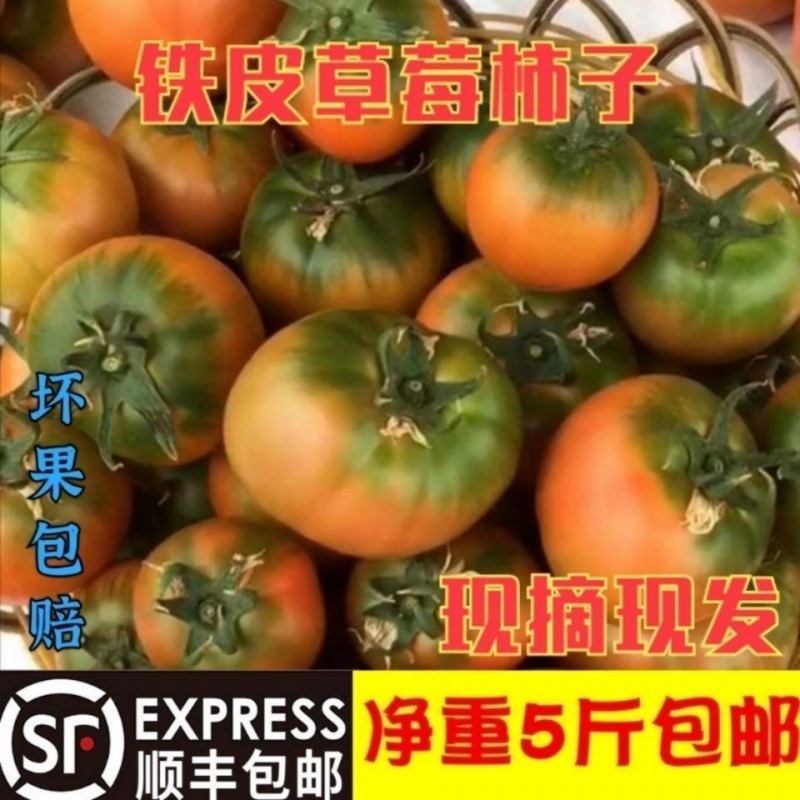 代发丹东铁皮柿子莓西红柿新鲜水果东北皮球柿生吃番茄蔬菜包邮厂