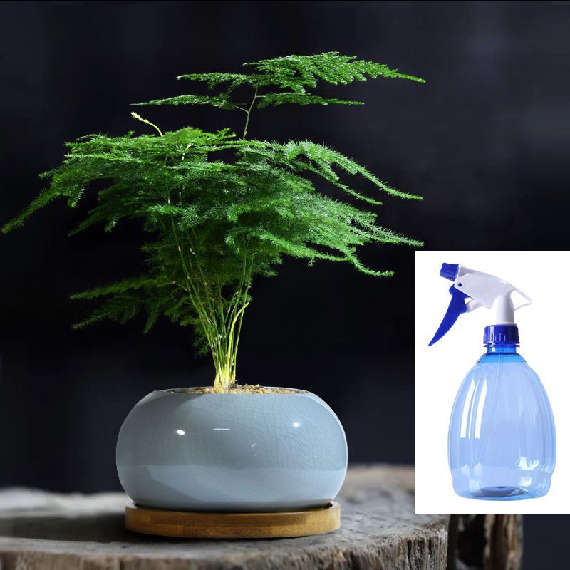 小文竹植物盆栽室内办公室摆件茶书房桌面绿植花卉好养客厅盆景