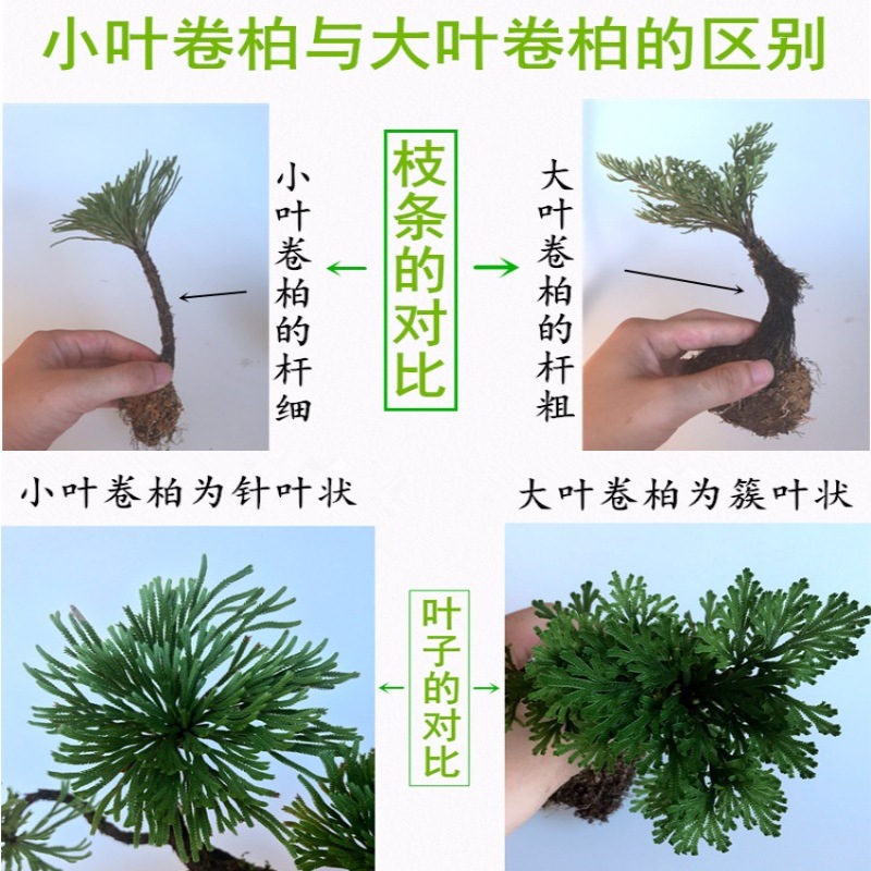 卷柏植物九死还魂草外生小叶老桩吸水石菖蒲室内桌面微型盆景盆栽