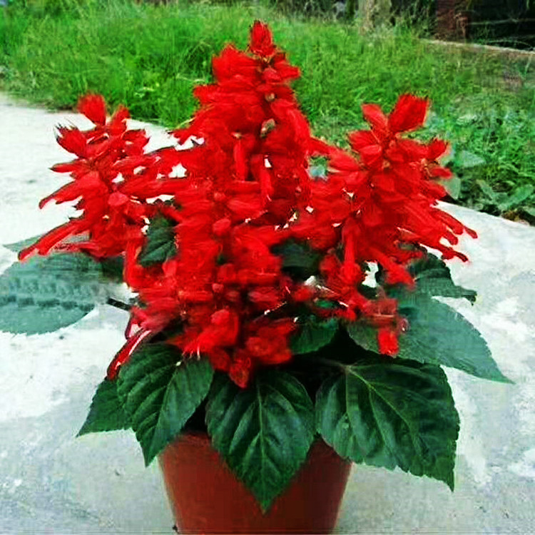 出售时令花卉草花双色杯一串红工程绿化观花植物