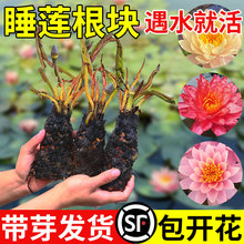 睡莲水培植物四季开花水养莲花庭院鱼缸池塘种孑带花苞大睡莲根块