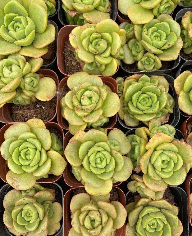 百合莉莉百合 丽丽 多肉植物单头 带3-4崽 实物拍摄规格齐全