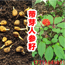 长白山人参种子籽种植盆栽高丽参山参西洋参人参苗盆栽红参种子