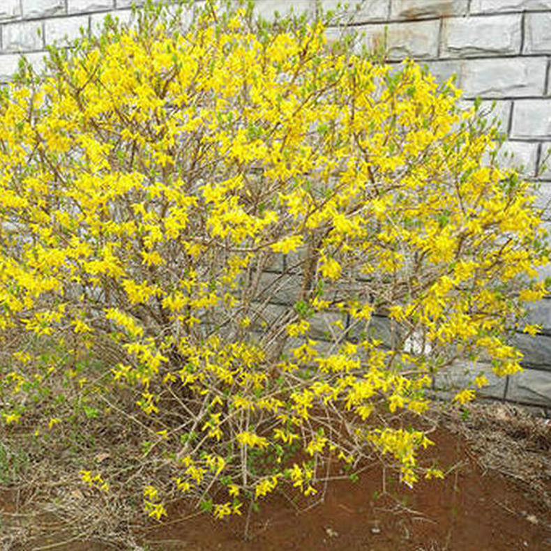 东北连翘销售46公分东北连翘金边连翘工程苗