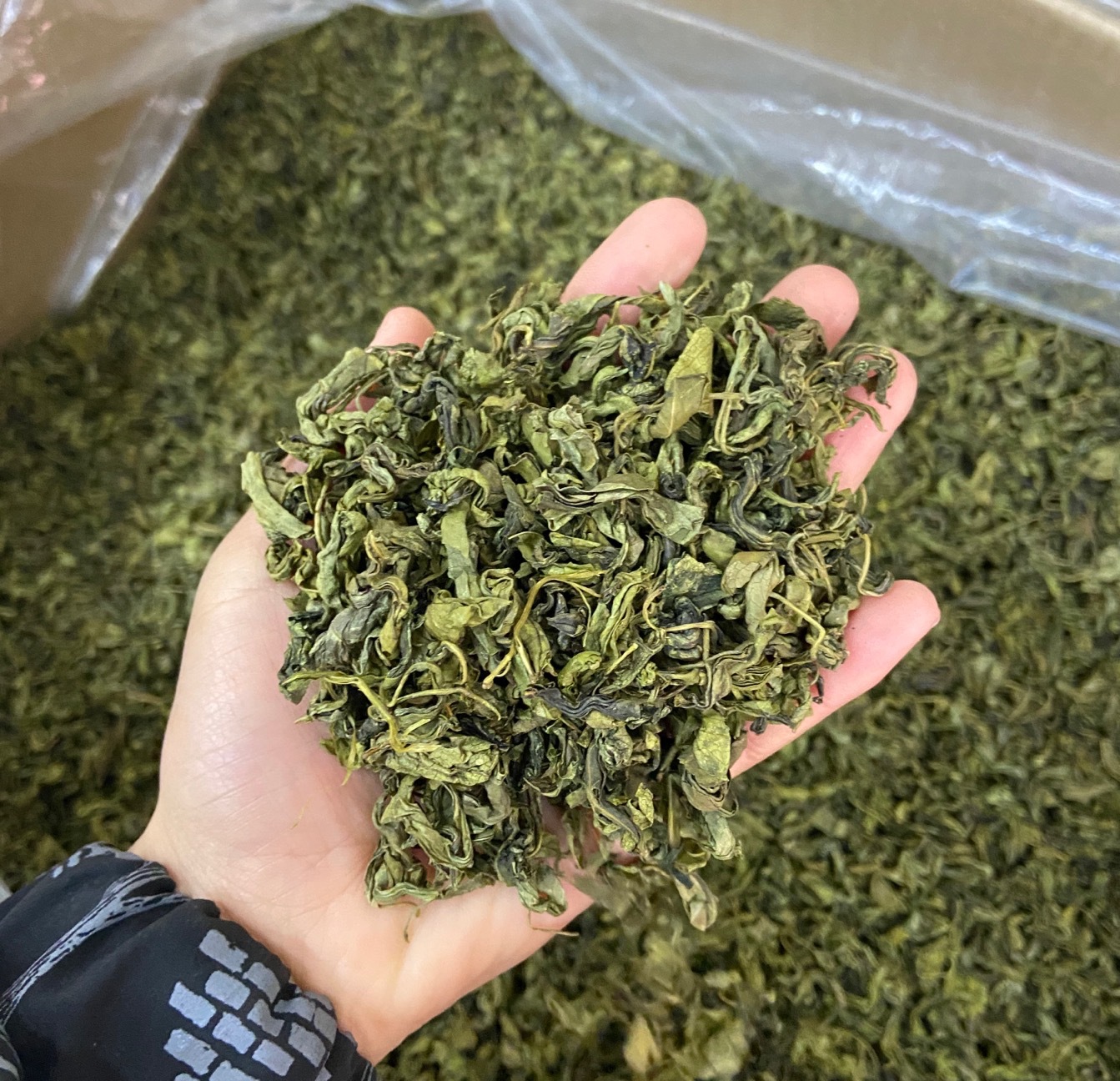 新货苦丁茶散装大叶苦丁茶500克海南苦丁茶厂家直供量大价优