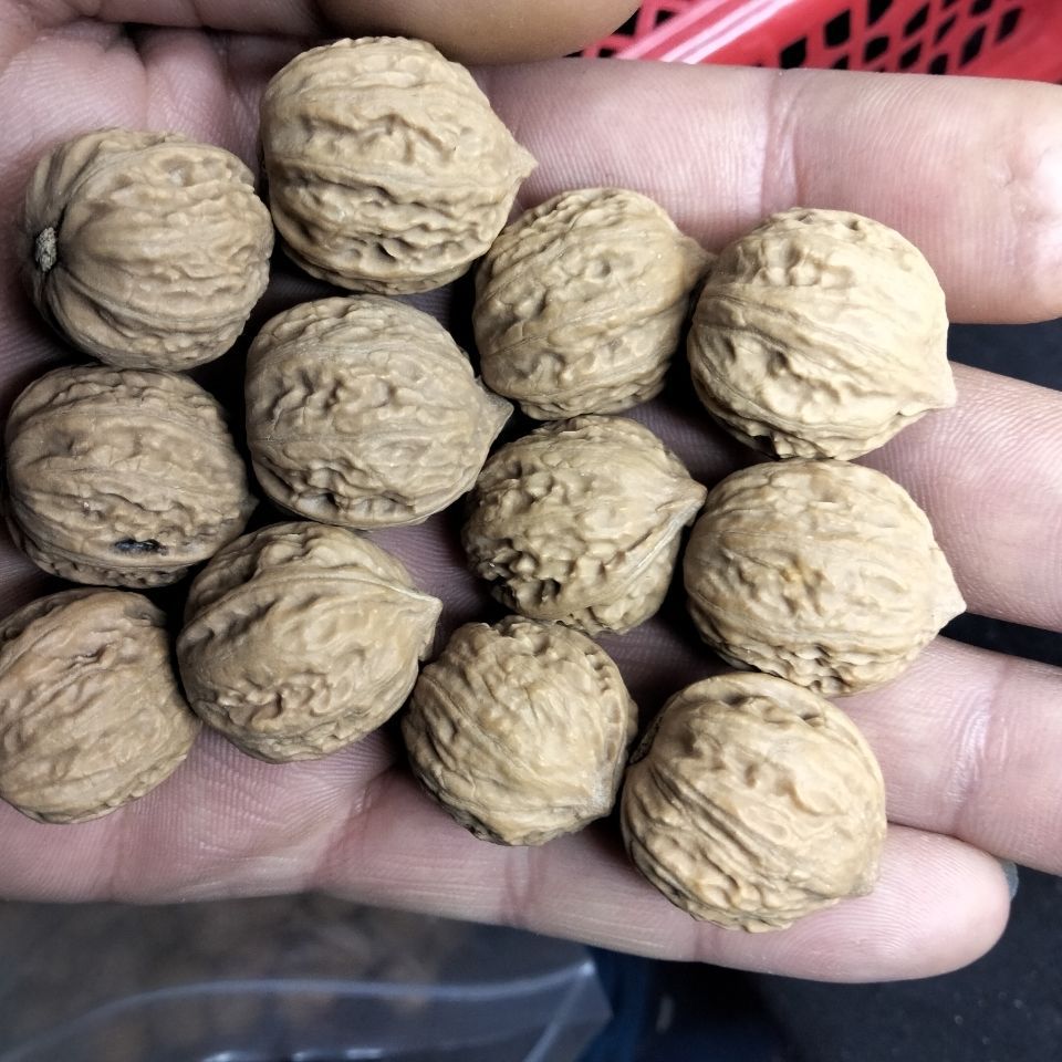 门头沟八棱野生小秋子核桃散子各种品相尺寸应有尽有手串手持脖挂