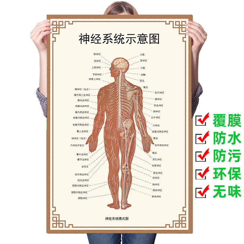 人体神经系统示意图全身脊柱结构挂图医学院知识布置海报
