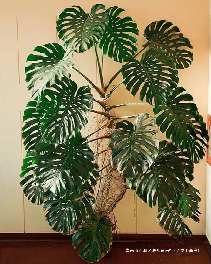 龟背竹大盆栽客厅植物室内好养绿植办公室网红北欧风花卉-阿里巴巴