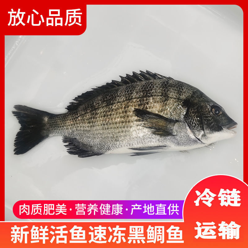 新鲜黑鲷鱼黑立鱼深海速冻冰鲜黑翅鱼月子鱼黄翅鱼海鲫鱼冷链