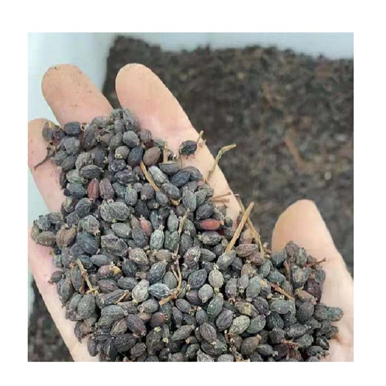 法国冬青种子常绿庭院园林篱笆围墙绿化工程四季色块常用易活