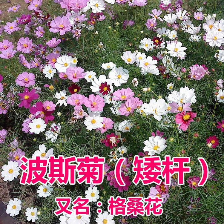 波斯菊花种子格桑花花籽七彩野花组合花种籽子四季播种开花籽易活