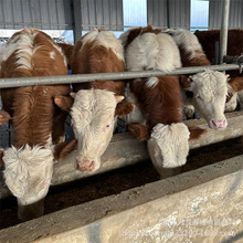 育肥小牛苗鲁西黄牛西门塔尔牛夏洛莱牛改良肉牛3-6个月的小牛苗